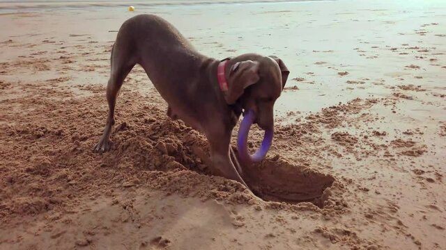 Young girl with a weimaraner dog playing on Omaha beach located in Normandy, France