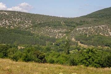 Fototapeta premium Grass meadow in the mountains covered with trees. Blue clear sky.