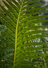 Leaves background. Closeup view of Blechnum gibbum, also known as miniature tree fern, beautiful...