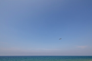 Fototapeta na wymiar Wonderful sunny weather on the Black Sea. Flying lonely bird. Minimalistic photo.