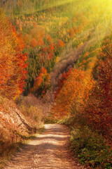 Fototapeta na wymiar Awesome image of colorful indian summer forest. Sun beams through trees. Dramatic colorful scenery. Vertical image.
