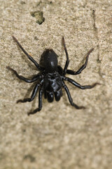 segestriidae black spider macro photo