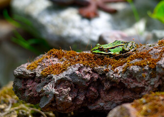 Frosch