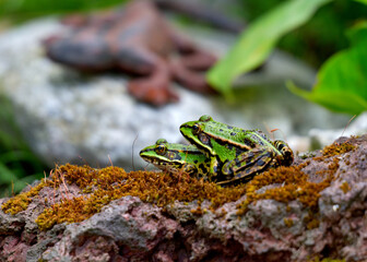 Frosch