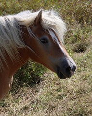 portrait of a horse