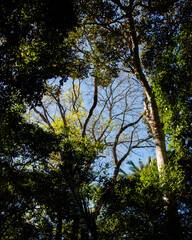 trees in the forest