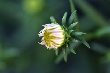 Knospe einer Kleinblütigen Aster