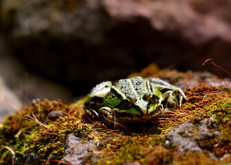 Frosch