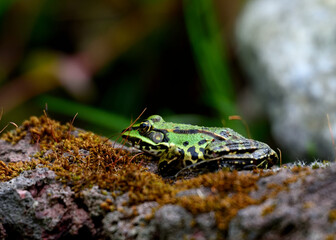 Frosch