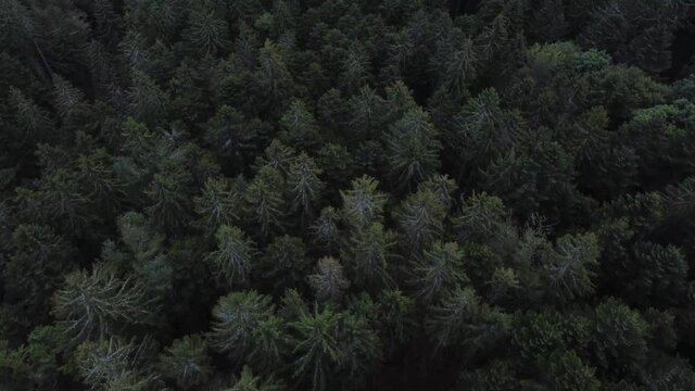 Aerial top down drone over dark evergreen forest slow move soft angle 4K