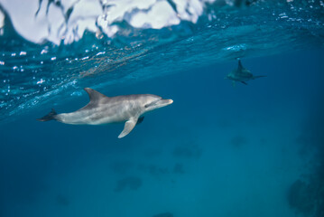 Indo-Pacific bottlenose dolphins (Tursiops aduncus) swimming under the sea surface, in a sandy bottom