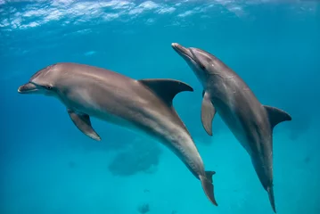  Couple of Indo-Pacific bottlenose dolphins (Tursiops aduncus) swims in the blue © nicolas