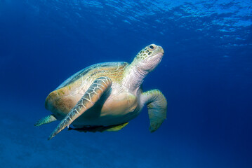Chelonia mydas, green sea turtle swims towards the surface