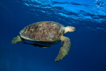 Green turtle (Chelonia mydas) in the blue. A remora swims behind it