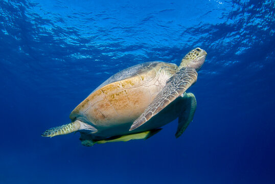 Green turtle (Chelonia mydas) in the blue swimming to the surface to breath