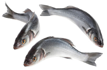 Sea bass fich isolated on white background with clipping path and full depth of field. Set or...