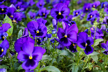 selective focus, several species in the melanium section of the viola genus, particularly the blue pansy, a wildflower species of Europe and Asia.