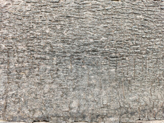 Bark surface background. Stock photo.