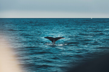 Fototapeta na wymiar Baleine