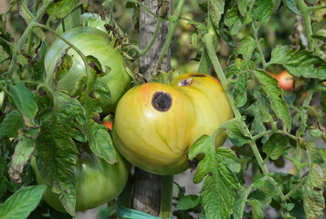 Tomato fruit disease and problems. Tomato anthracnose disease signs, black rot on an unripe green...