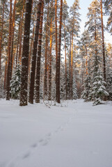 Winter landscape of pine forest. Spruce and pine trees in white snow. The evening sunset sun breaks through the trunks of pine trees.