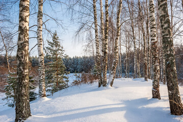 Winter landscape of pine forest and birch trees. The evening sunset sun illuminates birches standing on a snow hill.