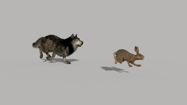 wolf chasing a hare, animation, transparent background