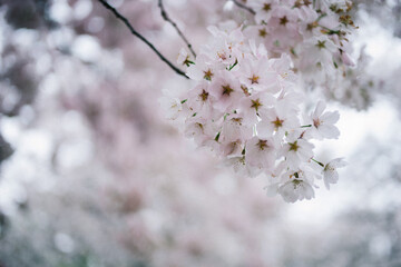 blossom in spring