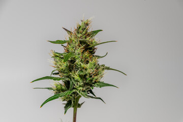 Critical hog variety of marijuana flower with color bloom