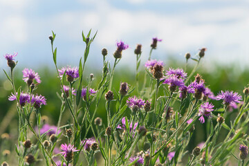 Centaurea jacea. Knapweed close-up. Purple bright flower on a background of green leaves. Beautiful botanical floral background. Flowering plant background of bright wildflowers in green grass