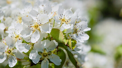 pear flowers. blooming tree in the garden. white delicate flowers and green and young leaves. Malinae, Springtide. Branches of flowering pears on a green background. close-up. pear in the forest