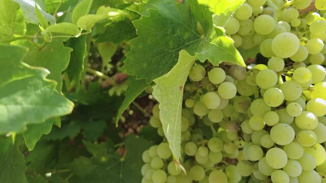 Green grapes ripe for wine, grapes on the vine at the winery on a sunny day