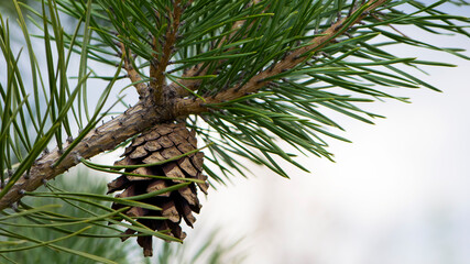 pine cone in a Pine Tree. Pinus. Isolated pine. Pine branch with cones isolated on light natural background. coniferous tree branch in a forest or park, close-up