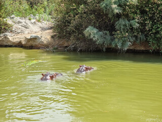 Obraz na płótnie Canvas Hippo swimming in the river