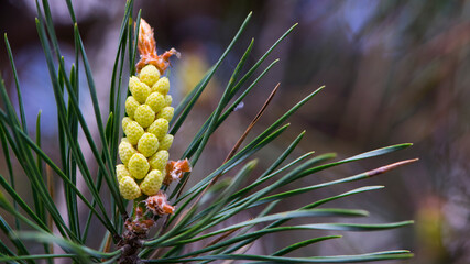 Naklejka na ściany i meble pinus resinosa. young Pineoung tender cones on a pine branch in the forest. Pinus resinosa, Male Pollen Cone, Pinecone, in Early Spring. natural background, medicinal, fragrant needles.