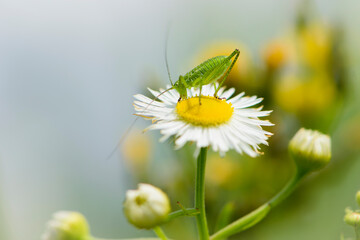 green grasshopper. locust sits on a white flower of a field chamomile. big cricket on a meadow flower, on a green blurred background. macro photo of nature. close-up portrait of an insect. field pest