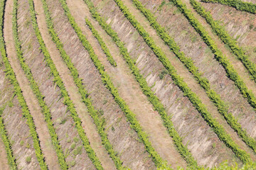 Aerial view of the terraced vineyards in romantic sunset in the Douro Valley near the village of Pinhao. Concept for travel in Portugal and most beautiful places in Portugal Port wine wine farm Unesco