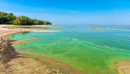 Ecological crisis. Swampy polluted river water