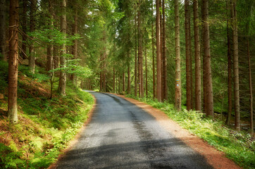Fototapeta na wymiar Wet asphalt road in forest, Karkonosze Mountains in Liberec Region, Czech Republic.