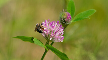 bee at work on clover flower collecting pollen. bright delicate pink clover flower, honey bee. macro nature, wild wildflower, useful insect, spring or summer sunny day, close-up. natural background