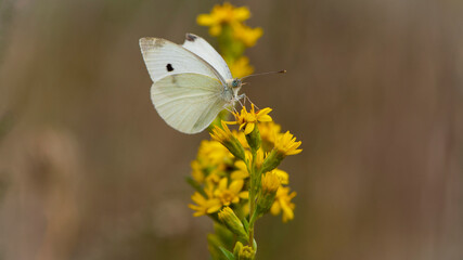 Pieris rapae. white butterfly sits on yellow wildflowers. autumn season. beautiful delicate butterfly on a flower close-up. Blurred light background. insects in nature, macro photo.