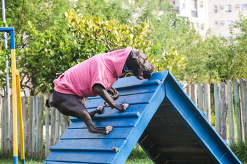 The pit bull dog in a pink sweatshirt climbs the ramp while practicing agility and playing in the dog park. Dog space with ramp-type toys and tires for him to exercise.