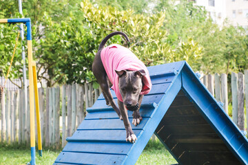 The pit bull dog in a pink sweatshirt climbs the ramp while practicing agility and playing in the...