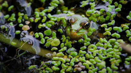 Marsh frog, frog eyes, Pelophylax ridibundus, in nature habitat. Wildlife scene from nature, green animal in water. Beautiful frog in dirty water in a swamp. amphibian close-up