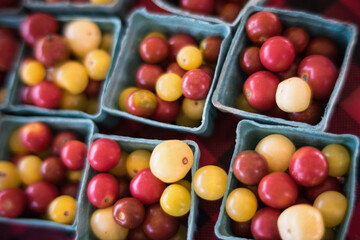 red and yellow tomatoes
