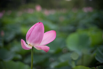 Fototapeta premium Lotus