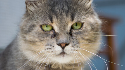 beautiful fluffy kitten. Tabby gray cat outdoors. beautiful kitten, grey cat. a homeless animal with sad eyes. portrait close-up. domestic animal. focus on green eyes. looking at the camera