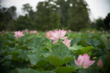 pink lotus flower