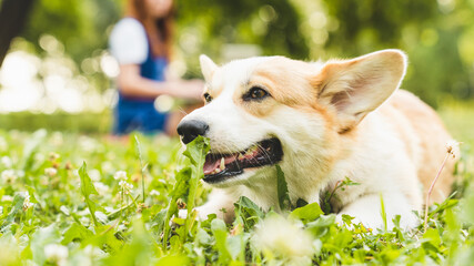 Portrait of corgi dog with owner in the background. Good boy! Little small corgi lying on the green grass, playing, feeling happy. Dog and breed concept. Pet care