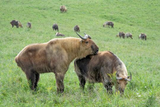 Male Sichuan Takin courting female